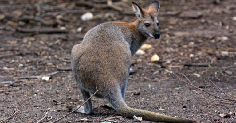 Largest Kangaroos - Antilopine Kangaroo