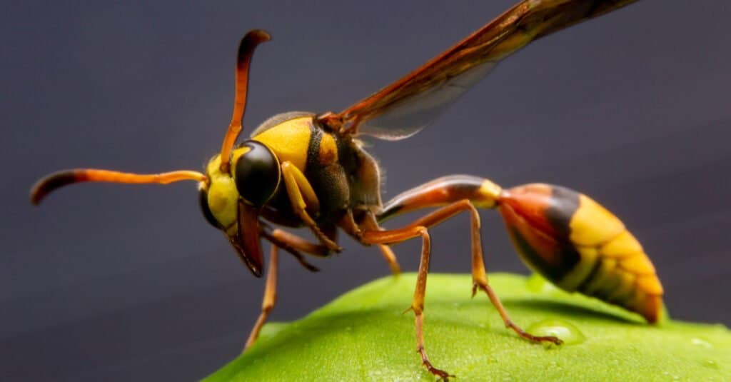 Paper wasps have notably long legs and slim waists