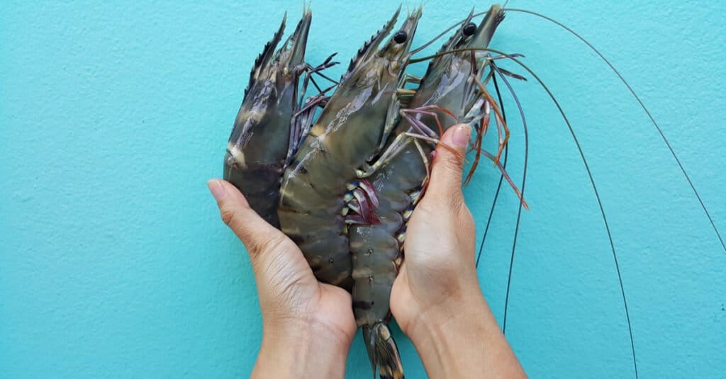 Largest Shrimp - Giant Tiger Prawn 