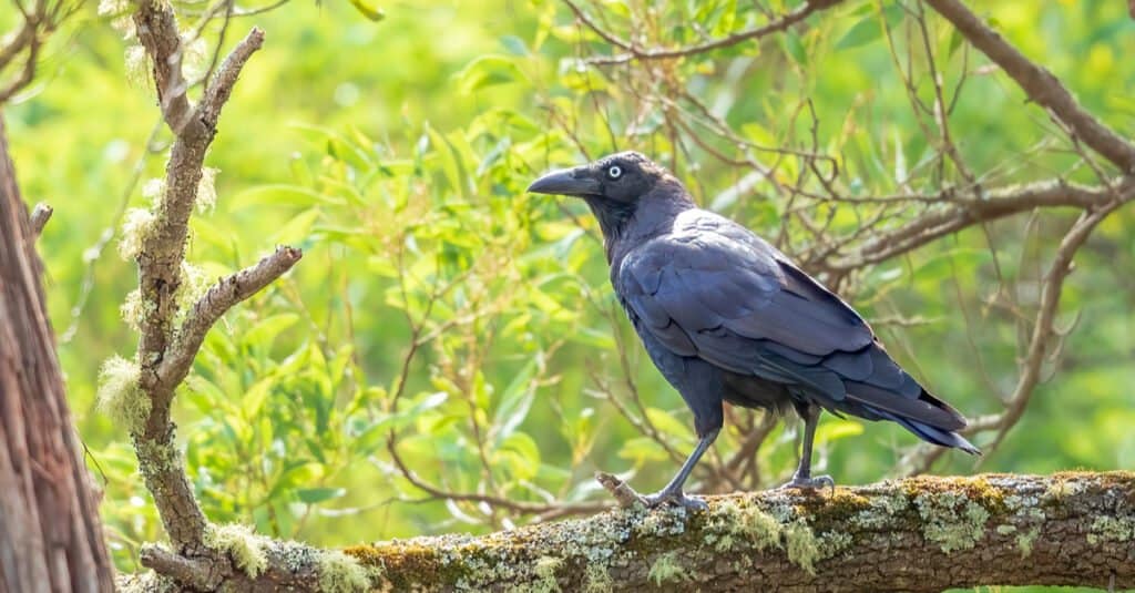 What Is A Large Flock Of Crows Called