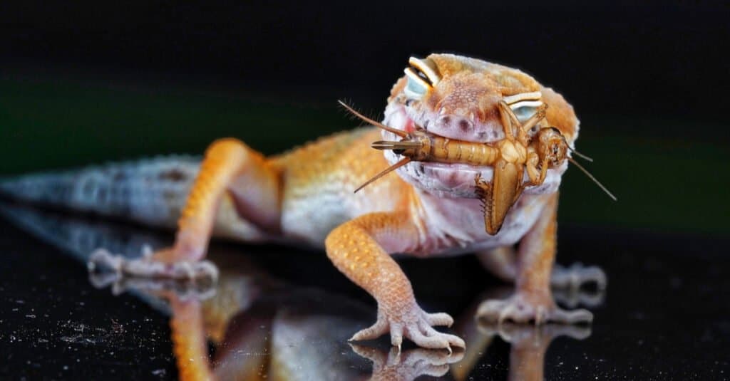 What do geckos eat - gecko eating insect