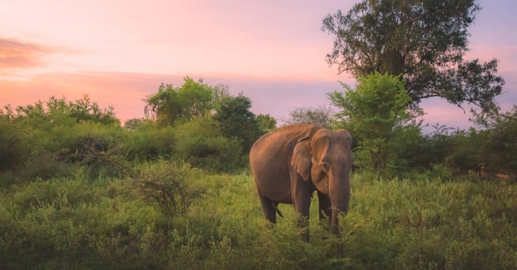 Where do elephants live - elephant habitat