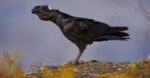 Largest Crows - Thick-Billed Crow