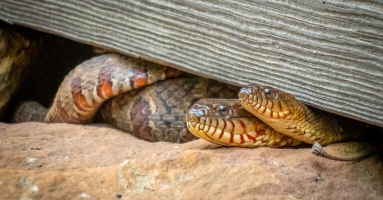 Cottonmouth vs. Water Snake - Pair of northern water snakes