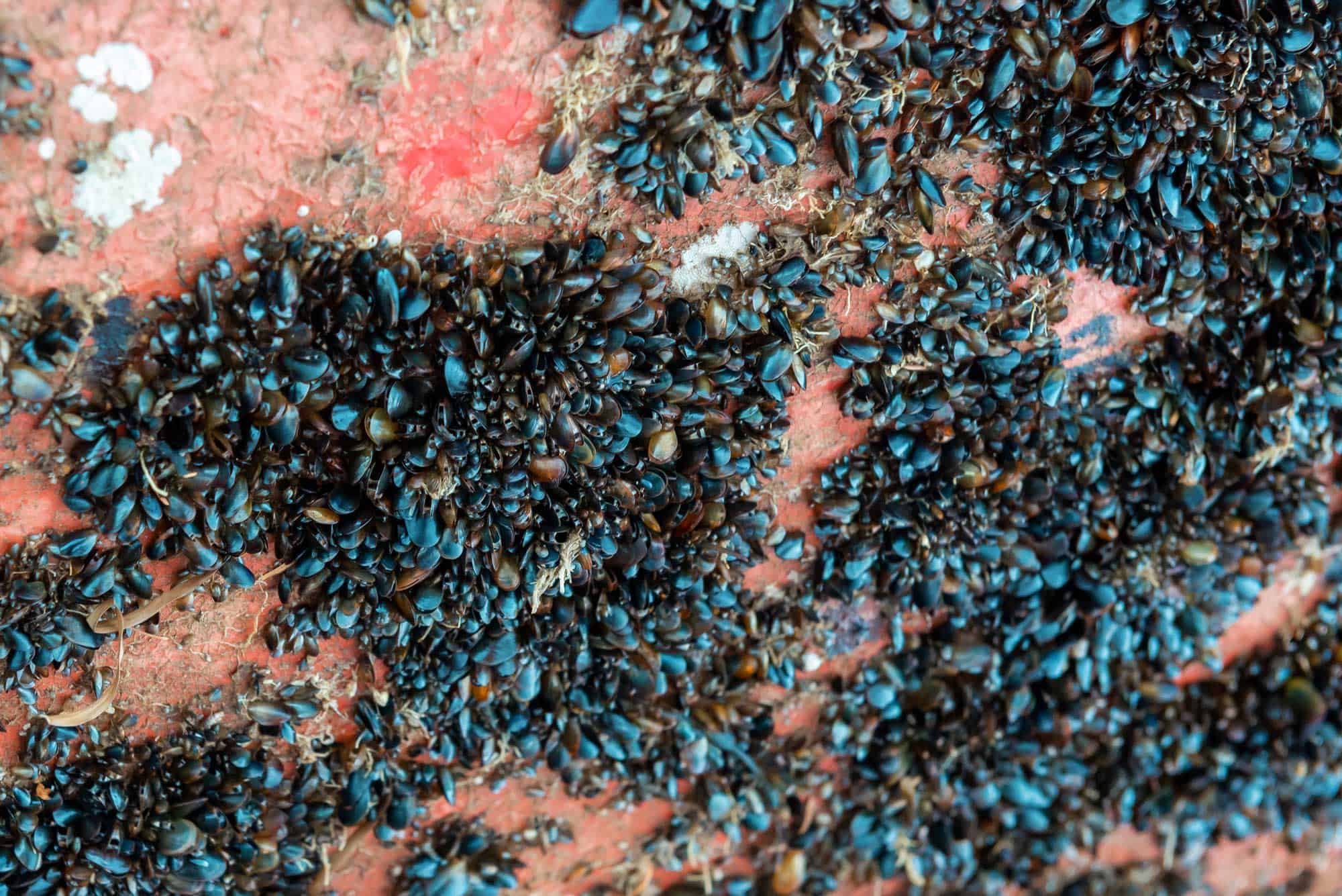 Zebra Mussels Clustered on a Rock