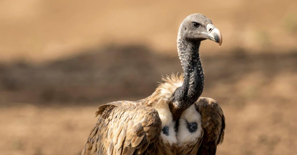 Largest Vulture - Indian Vulture 