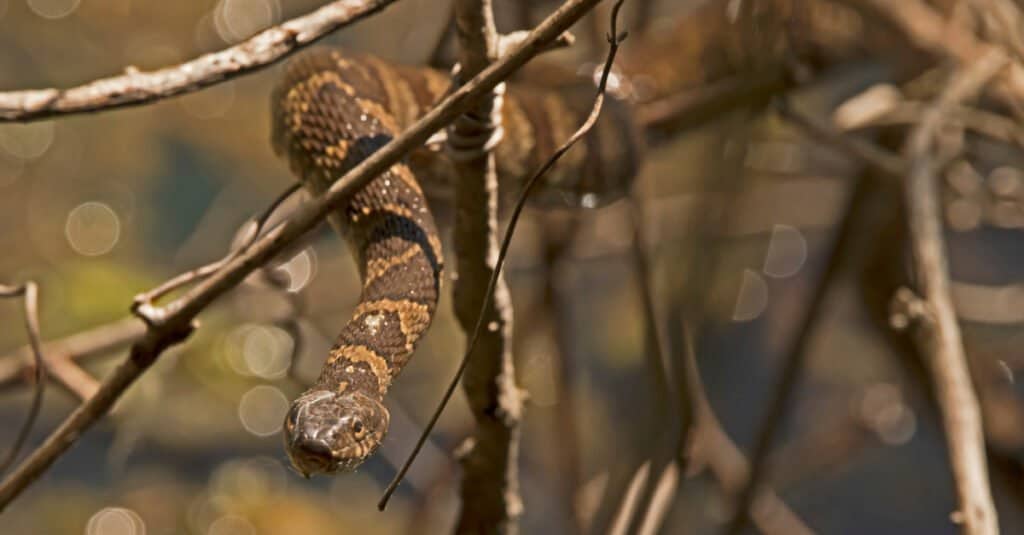 Cottonmouth vs Water Snake - Water snake on a branch 