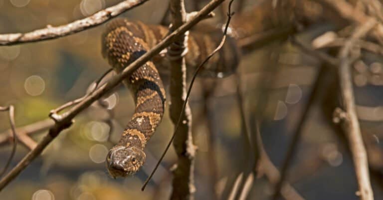 Northern water snakes often hang above the water on tree branches.