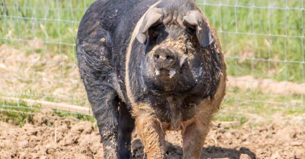Largest Pigs - Hampshire Pig