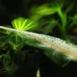 Knifefishes