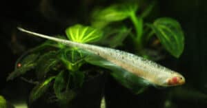 Electric Fish - Knifefish