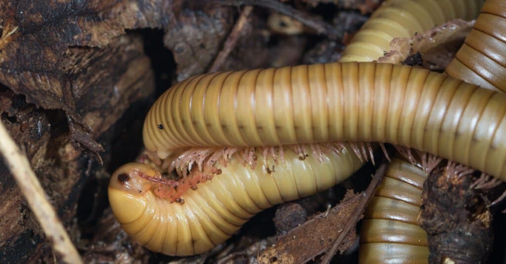 Largest Millipede - Narceus gordanus