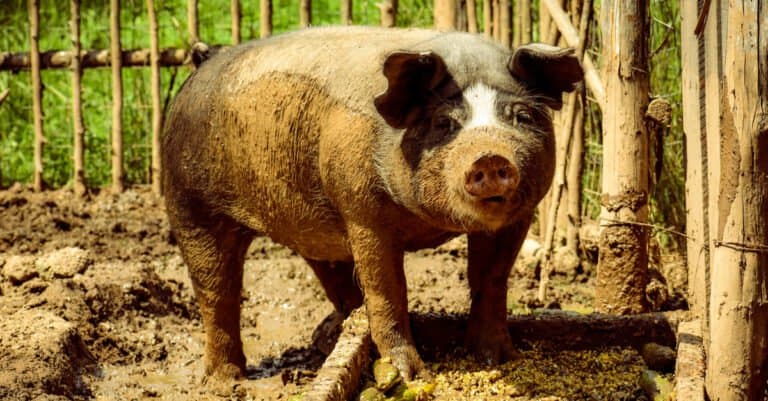 Largest Pigs - Poland China