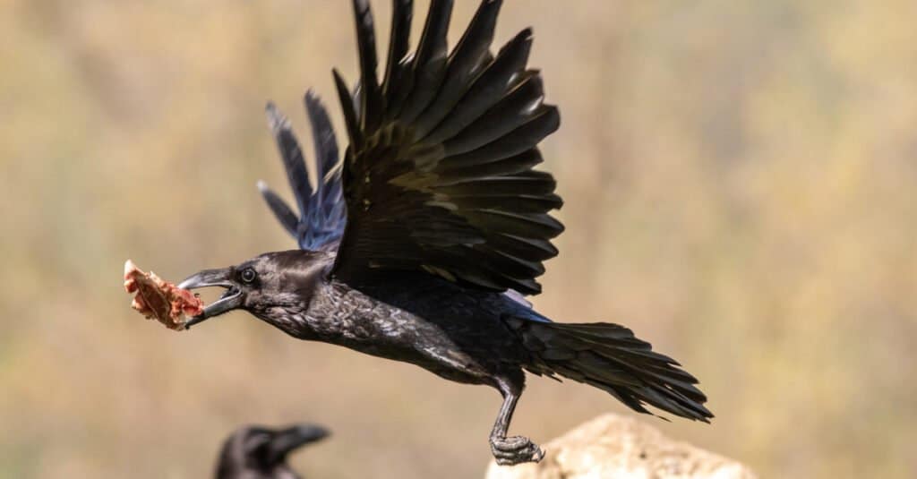 A crow carrying food.