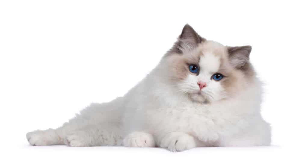 lilac point ragdoll cat