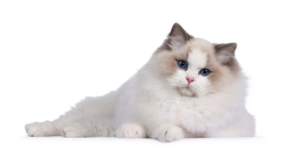 Ragged Doll Cat Ragged Doll Cat