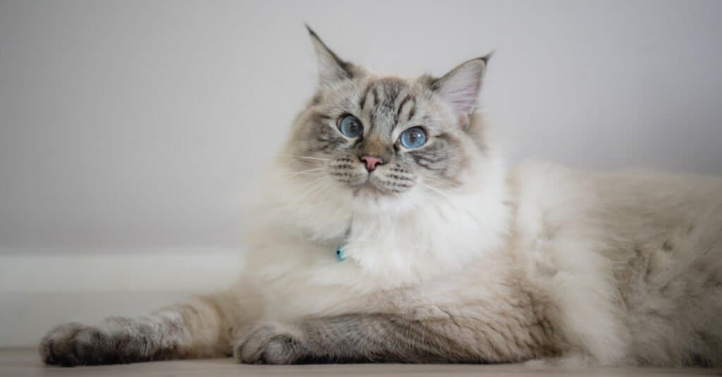 Ragdoll Cat Breed: History, temperament and care of the Ragdoll cats