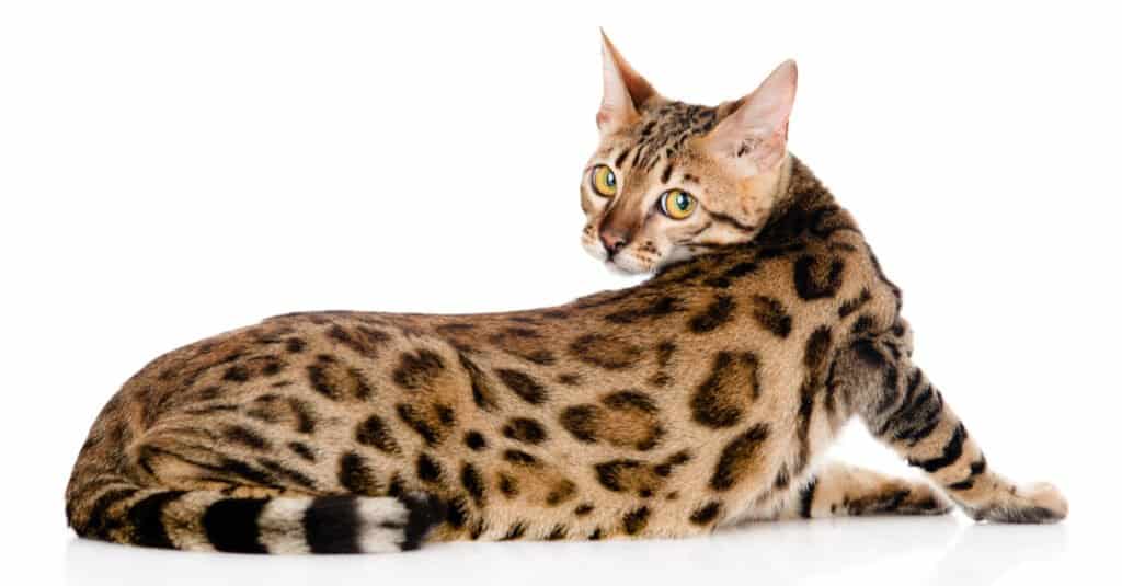 bengal-cat-laying-down-white-background