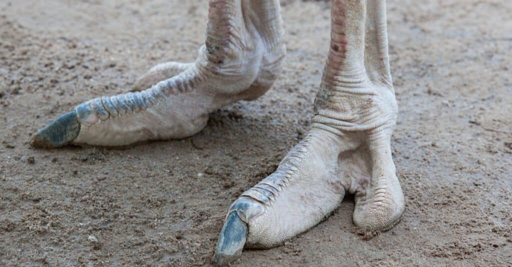 Ostrich vs. Emu - Ostrich Feet