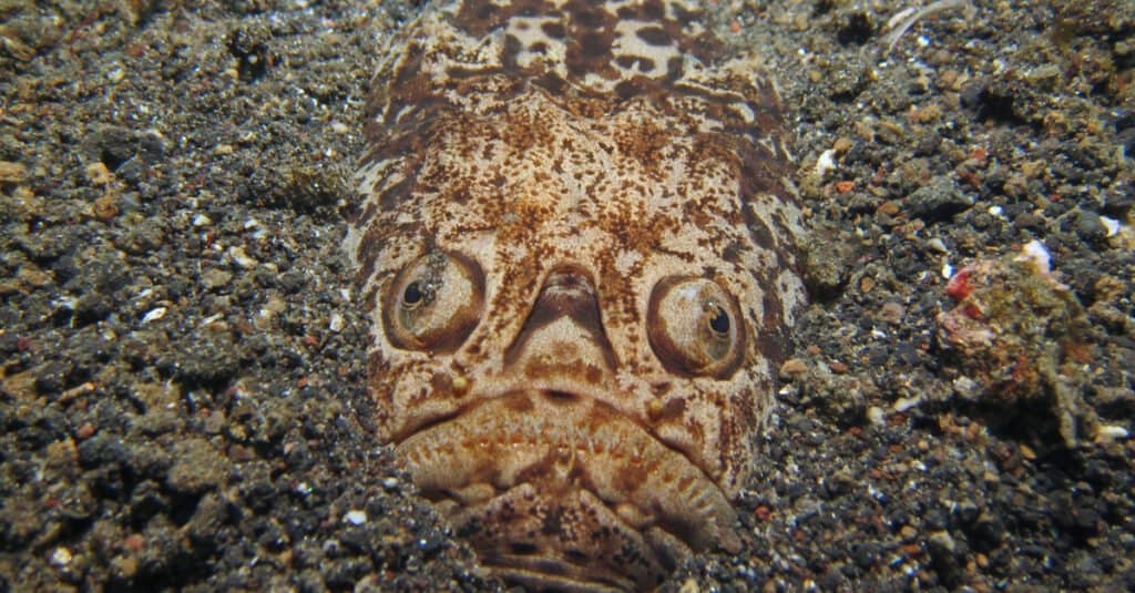 Electric, Venomous Stargazer Fish: The Meanest Fish in Creation