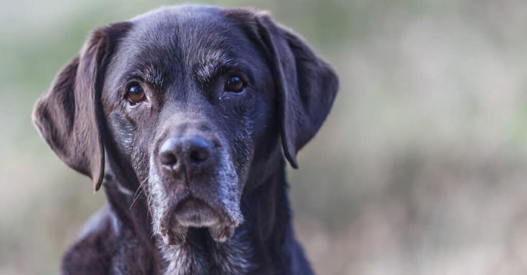 Labrador retrievers respond violently to perceived threats
