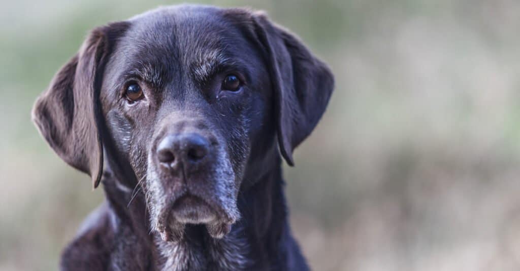 how far can a 7 month old labrador walk