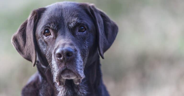Labrador Retriever Lifespan - Senior Labrador