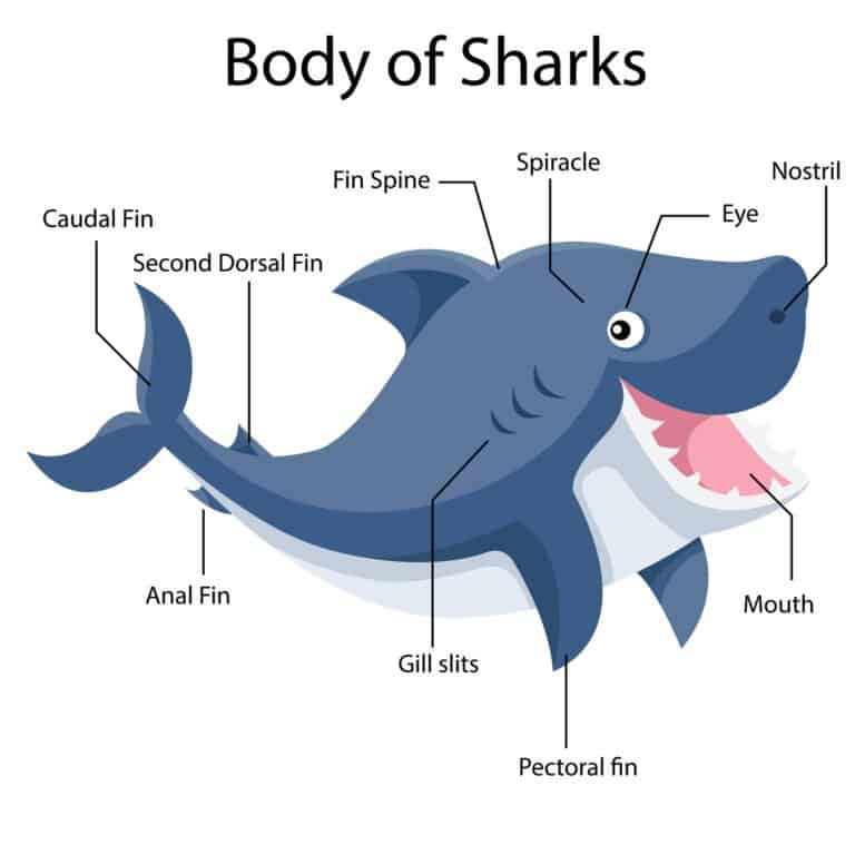 Shark Gills - spiracle illustration