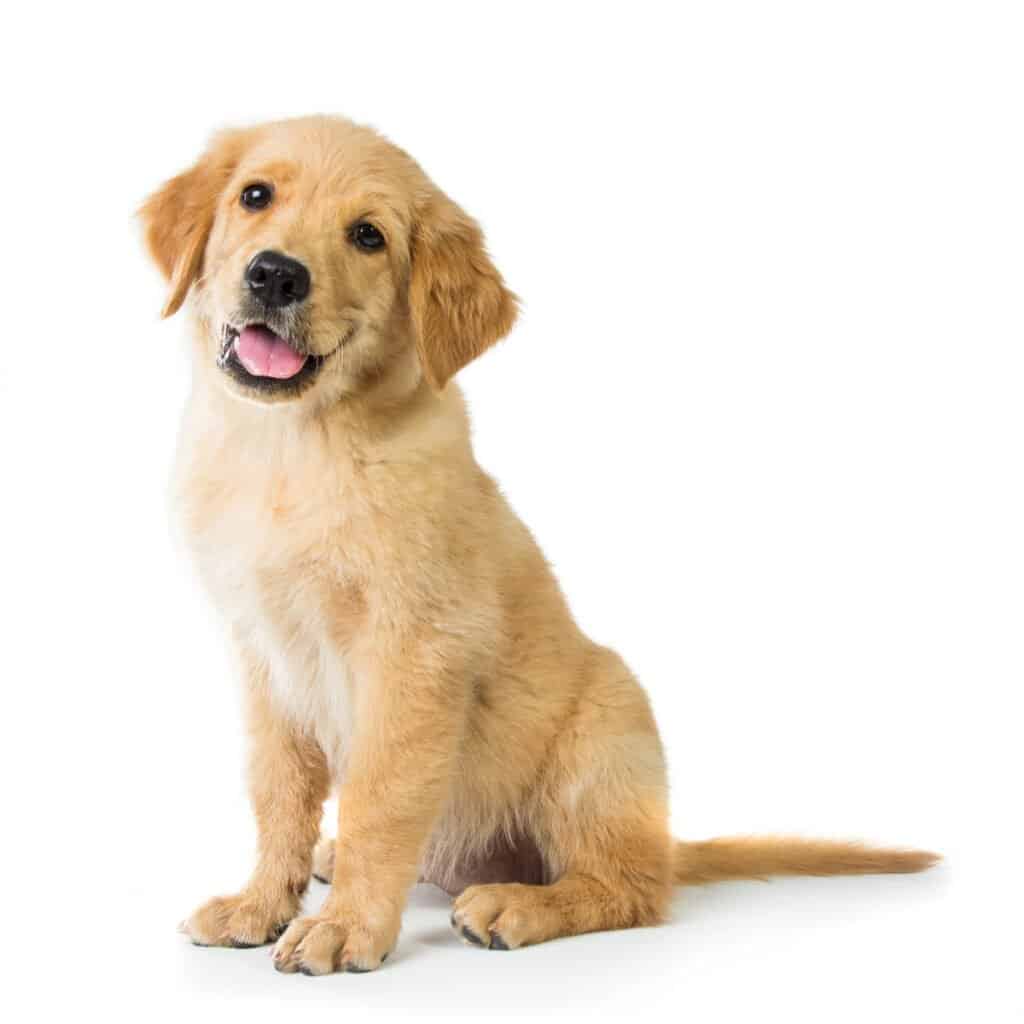 Labrador Retriever Lifespan - Labrador Puppy