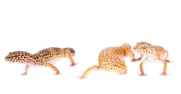 different-leopard-gecko-morphs
