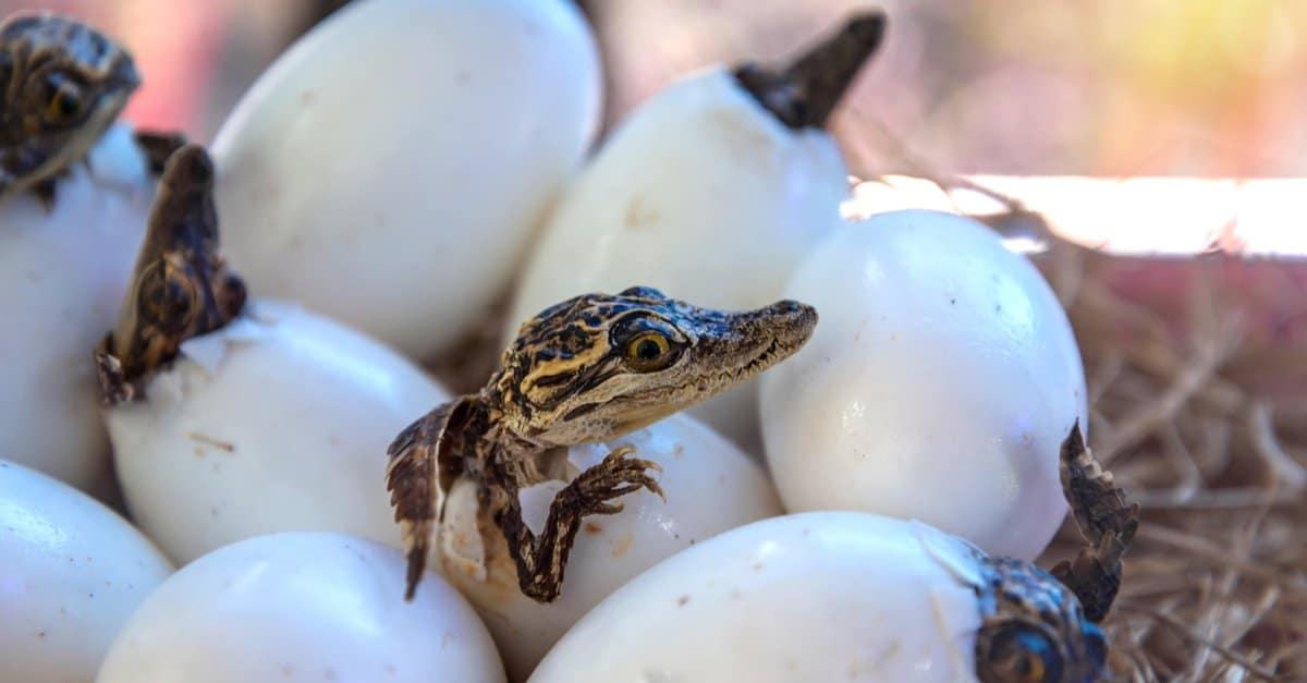 Baby Crocodile 5 Hatchling Pictures & 5 Facts AZ Animals