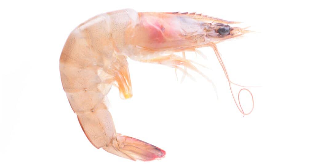 Largest shrimp - pink shrimp