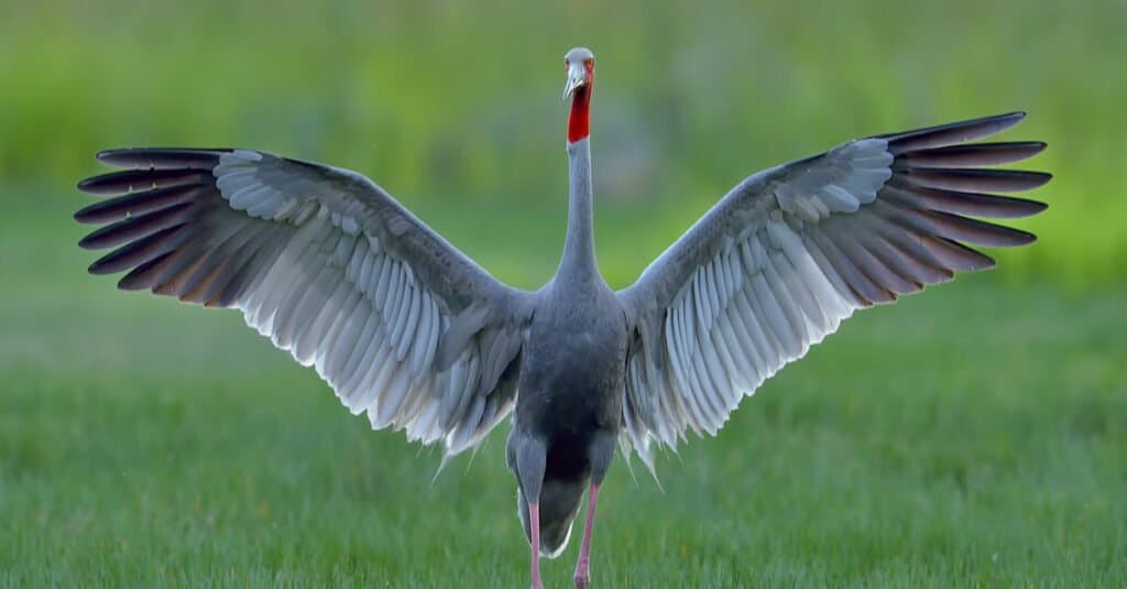 Largest Crane - Sarus Crane