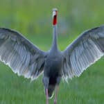 Sarus crane