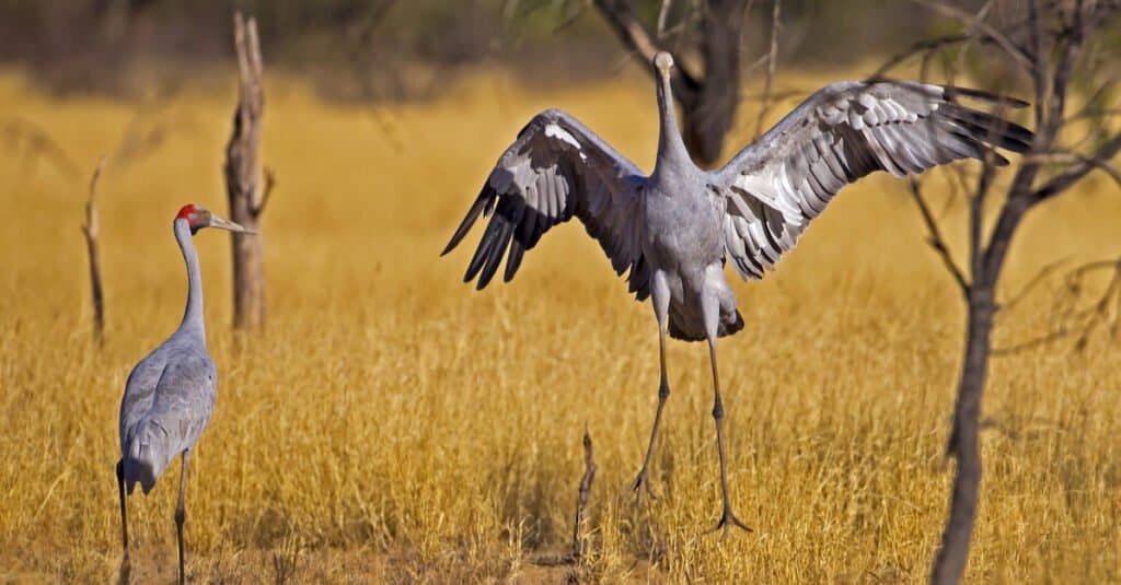 Largest Crane - Brolga 