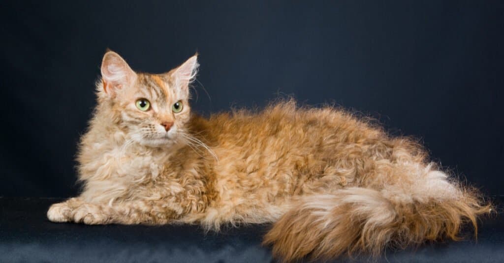 Rarest Cats - LaPerm Cat