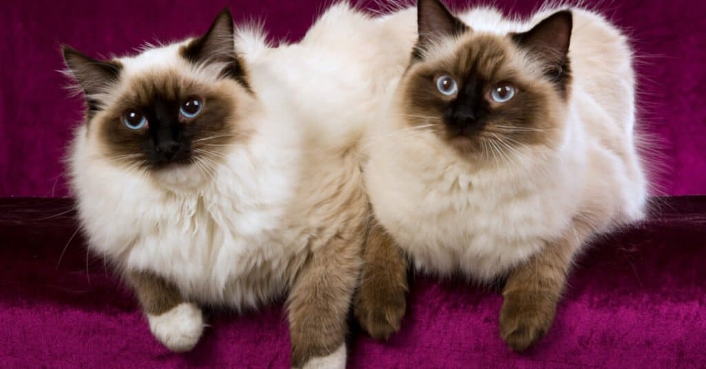seal-mitted-and-seal-point-ragdoll-cats-side-by-side