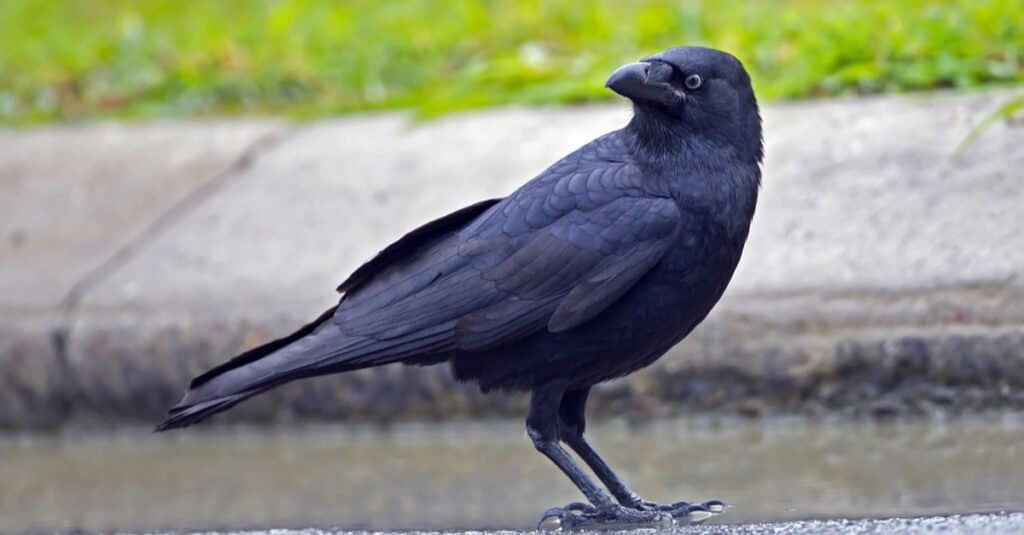 Largest Crows - Torresian Crow