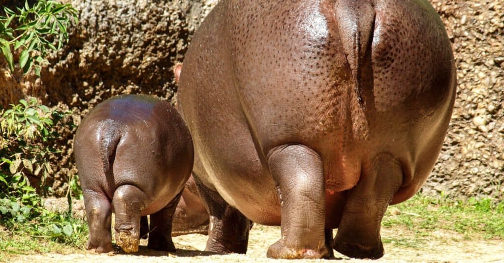 baby-hippo-tail