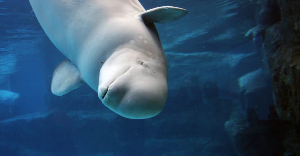 baby beluga whales