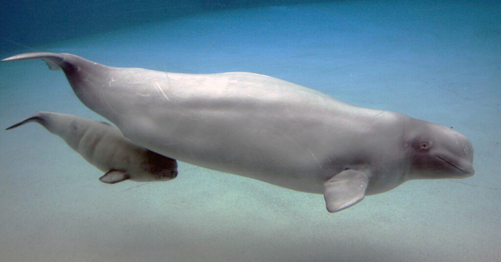 baby-beluga-swimming-with-mother