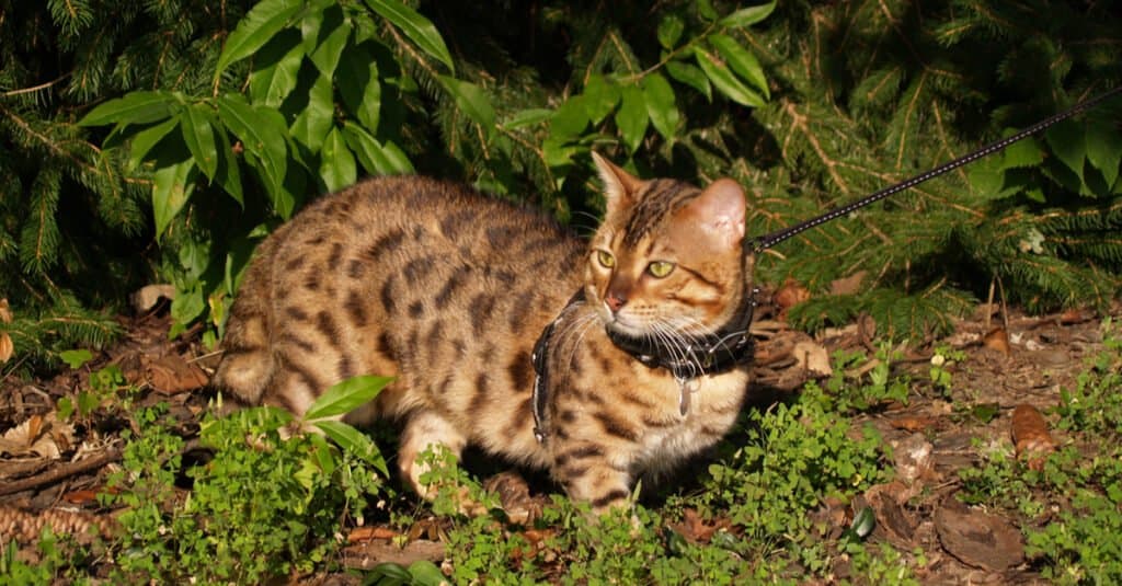 savannah-cat-walking-outside-on-leash