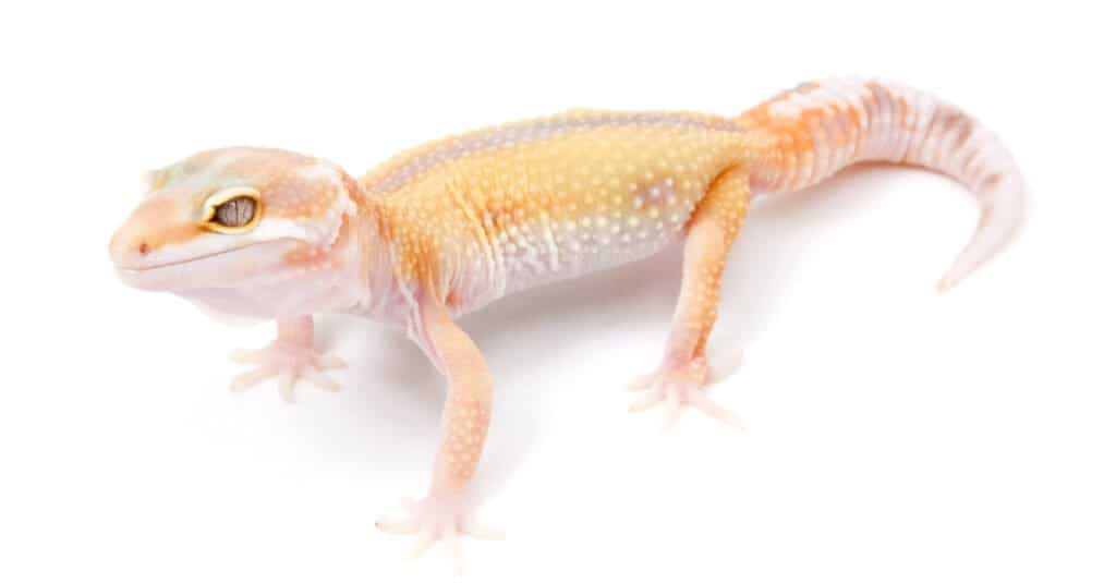 pale-leopard-gecko-with-silver-eyes