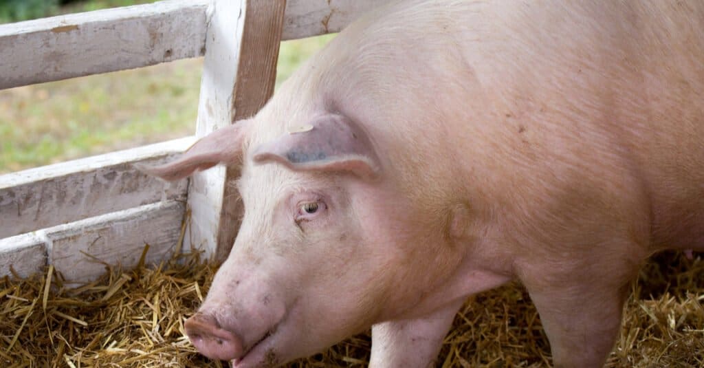 Largest pigs - Yorkshire