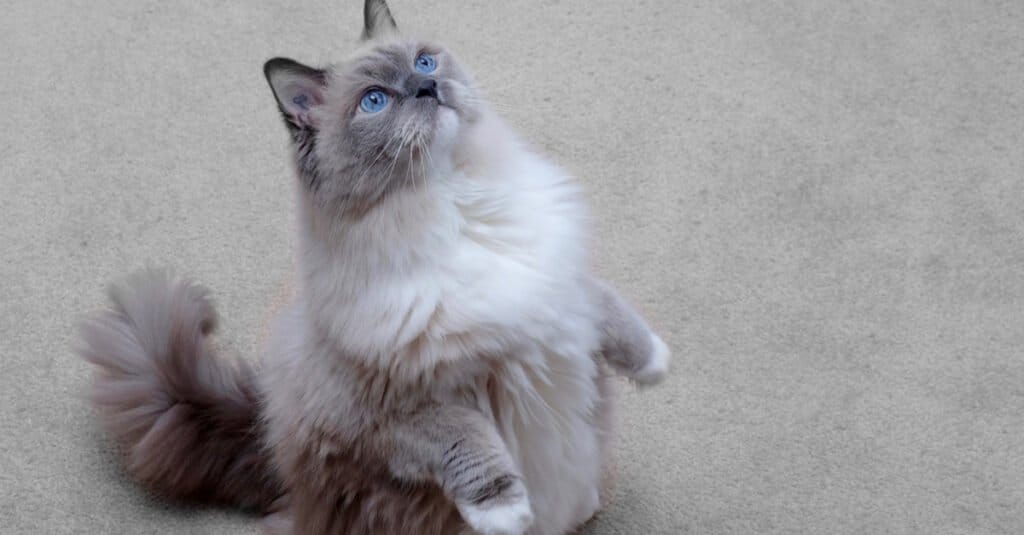 blue-mitted-ragdoll-standing-on-hind-legs
