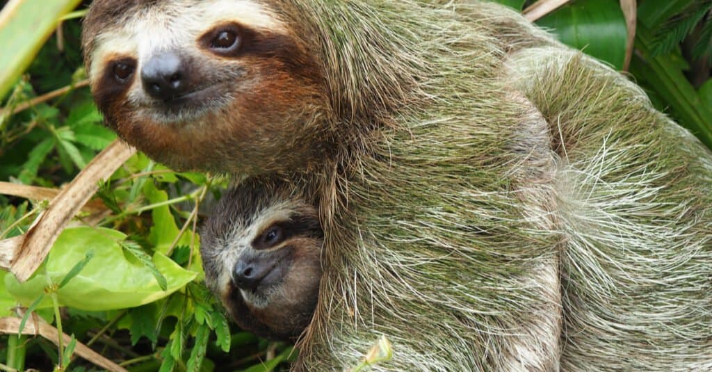 baby-sloth-mother-protects