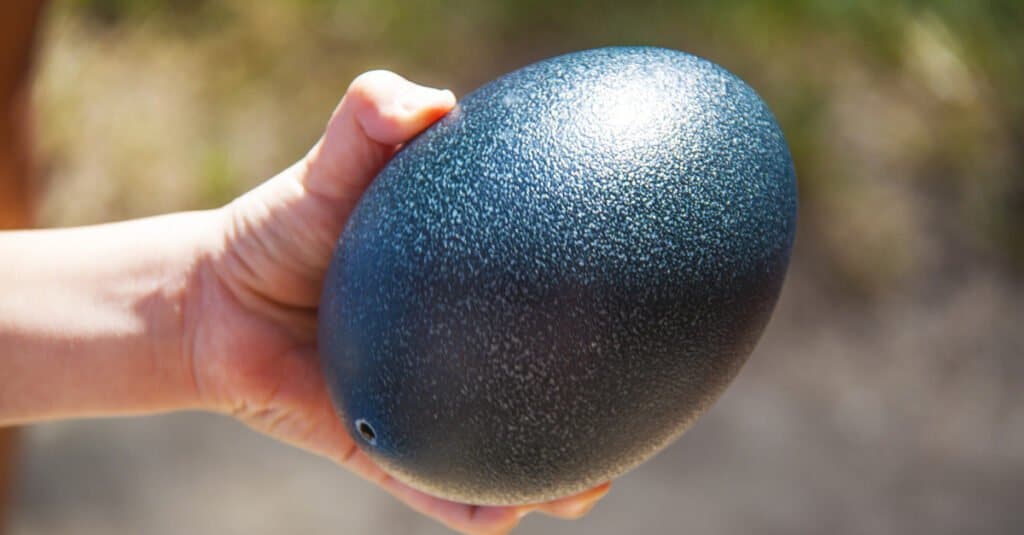 Ostrich vs Emu - An Emu Egg