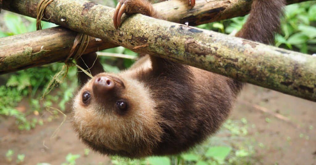 baby-sloth-hanging