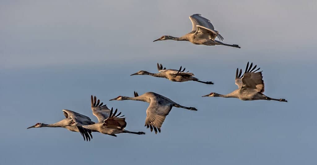 Largest Cranes - Sandhill Crane
