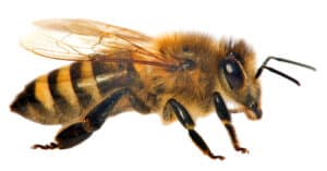 10 Incredible Honeybee Facts photo